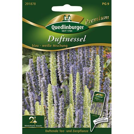 Quedlinburger Saatgut – Agastache bleu et blanc en mélange – Graines de fleurs, vivace parfumée, 50-80 cm