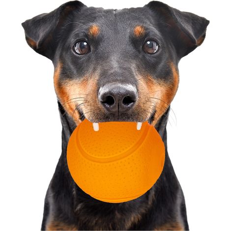 Quietschball, robustes Kauspielzeug für erwachsene Hunde und Welpen, 6 cm (1/5)