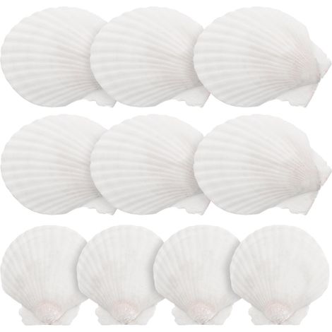 10 coquilles Saint-Jacques blanches, grands coquillages naturels pour la décoration et les loisirs créatifs