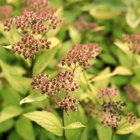 Spirée japonica goldmound - Spiraea japonica goldmound 20/30 cm Pot 3L (1/4)