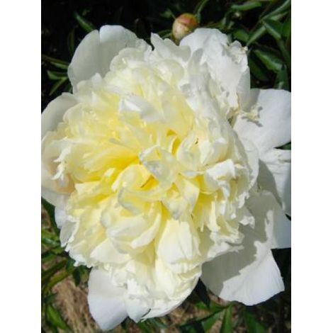 Pivoine de Chine 'Laura Dessert' Pot de 3L/4L
