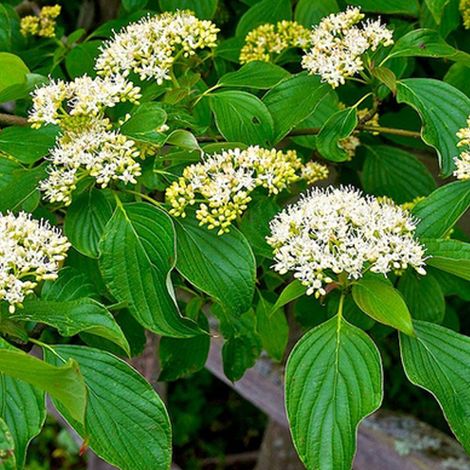 Cornouiller à feuilles alternes - 60-80 cm pot (1/5)