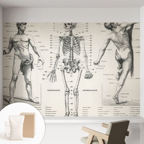 Papier peint avec colle pour décoration moderne de salon chambre à coucher cuisine et bureau Facile Anatomie classique 152x104 cm (1/5)
