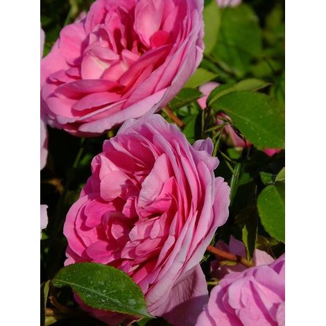 Rosier anglais 'Gertrude Jekyll' Pot de 4L/5L