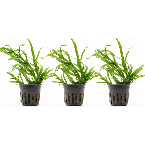 AquaBreedingSkill Set de 3 Microsorium Trident plantes d’aquarium vivante pour eau douce, plante verte décorative pour aquarium, idéale pour poissons et crevettes – avec passeport phyto (1/5)