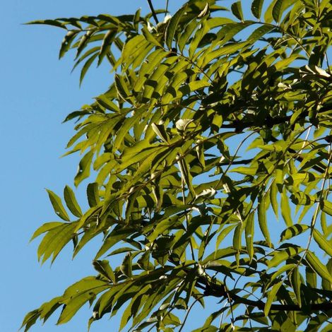 Frêne d'Australie Raywood, Fraxinus/Pot de 15L - Tige 10/12 - Haut. 150/175 cm