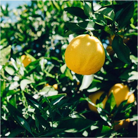 Citronnier limon 4 Saisons/Pot de 5L