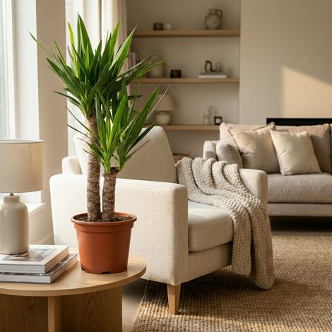 Yucca Elephantipes - Plante Verte d'Intérieur Robuste - Hauteur 80-90 cm - Pot Ø 21 cm - PANGIVO (1/4)
