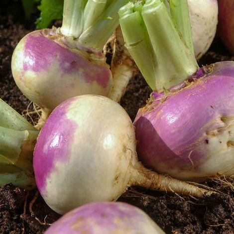 Navet-Légume Rave d'Auvergne Tardive à Collet Rouge Vilmorin (1/2)