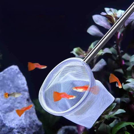 1PC Petit Épuisette Crevette Aquarium - Outil de Nettoyage des Débris d'Aquarium avec Maille Fine et Manche Extensible pour Réservoirs et Aquariums