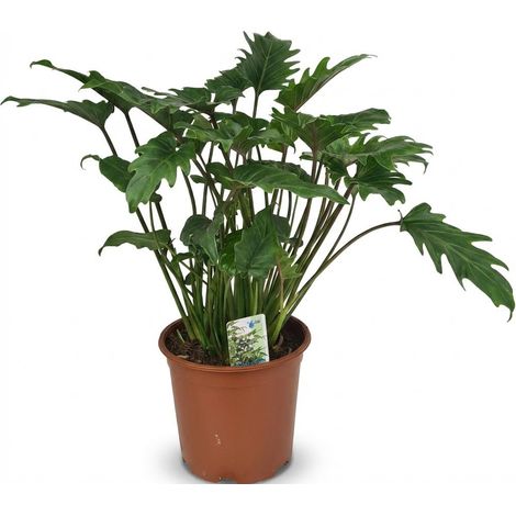 Philodendron Xanadu Plante d'Intérieur Verte Entretien Facile Pot Ø 19 cm Hauteur 60 cm - PANGIVO (1/5)