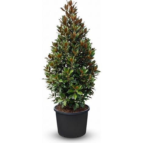 Magnolia Grandiflora « Gallisoniensis » - 240 cm - Magnolia - (1/5)