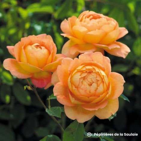 Rosier 'Lady of Shalott' ®