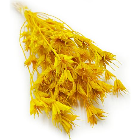 Comino negro oriental - (Nigella orientalis) - Amarillo