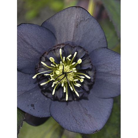 Hellébore 'Anemone Black' Pot de 2L/3L (1/2)