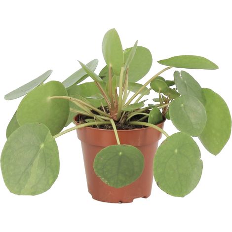 Pilea Peperomioides - Pianta delle Monete Cinesi - H 15-25 cm e Vaso Ø 12 cm (1/4)