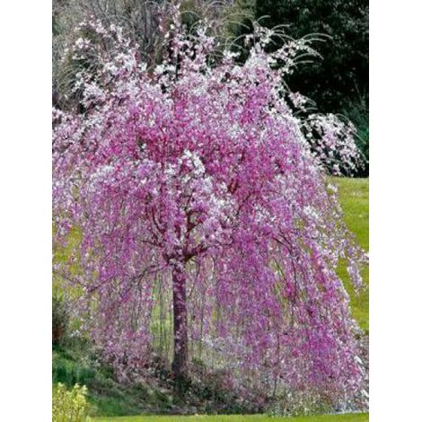 Cerisier du Japon 'Kiku-shidare-sakura' – Arbre fruitier 350 cm – Fleur rose au printemps – Exposition soleil – Pot de 7,5L/10L