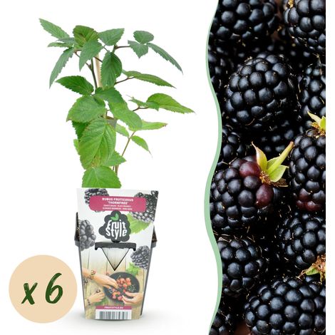Lot de 6 Mûriers sans Épines Rubus fruticosus Thornfree Plantes Fruitières Rustiques Pot 9 cm - PANGIVO (1/4)