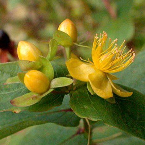 Millepertuis androsème - Hypericum androsaemum  - 30-40 cm pot