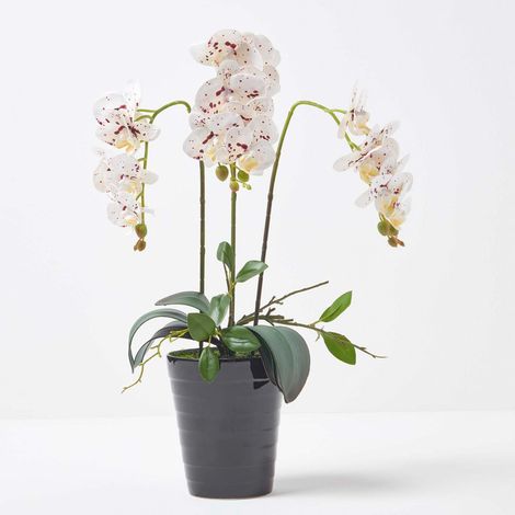 HOMESCAPES White Orchid 56 cm Phalaenopsis in Ceramic Pot