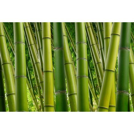 Papier peint panoramique bambou zoom | Tapisserie panoramique vert tendance | Papier peint panoramique nature idéal salon et bar calme - 267 x 400 cm (4 pièces) (1/2)