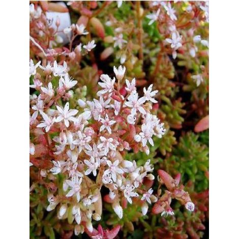 Orpin blanc 'Coral Carpet' Godet de 8/9 cm (1/2)