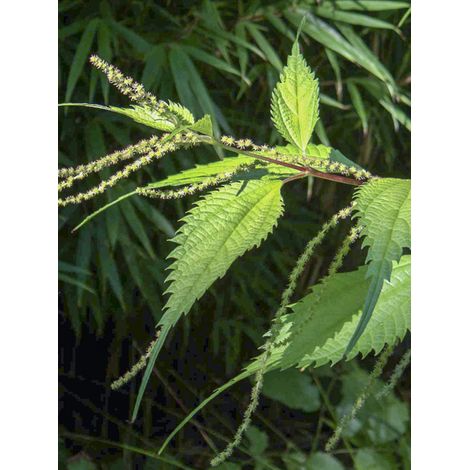 Ortie de Chine Godet de 8/9 cm (1/3)