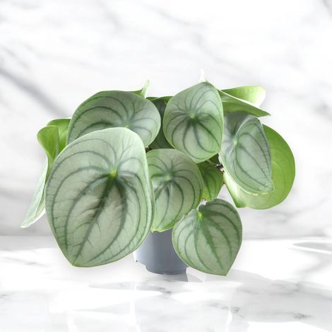 Gardenaria Peperomia watermelon big - Pianta da interno ornamentale - Altezza: 25 cm (vaso 14) (1/5)