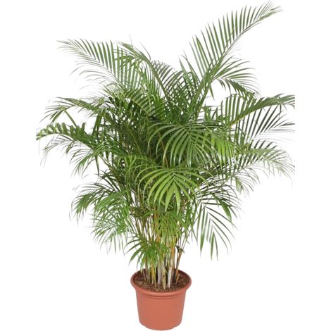 Palmier Areca Dypsis Lutescens Plante d'Intérieur Tropicale Feuillage Vert 200 cm Pot ø40 cm - PANGIVO (1/4)