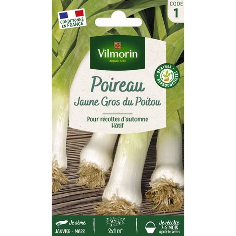 Poireau Jaune Gros du Poitou Vilmorin (1/2)