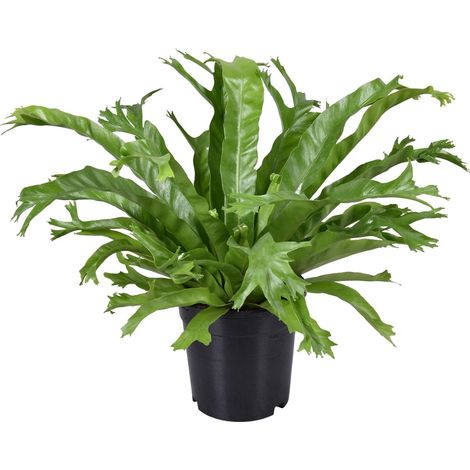 Asplenium Nidus Crissie - Fougère Nid d'Oiseau - Plante d'Intérieur Verte - Ø17cm - H40cm - PANGIVO (1/5)