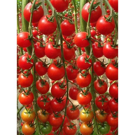 200 pièces Graines Tomate Cerise Millennium Jardin – Semences Potager, Fruits Sucrés et Frais, Haute Productivité (1/5)