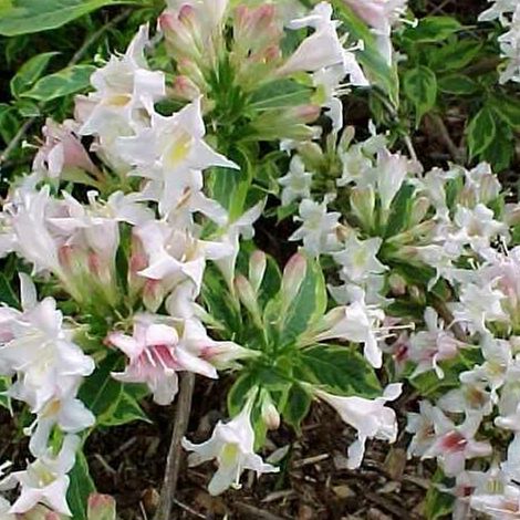 Weigela florida  - Weigela 'Nana Variegata'  - 60-80 cm pot