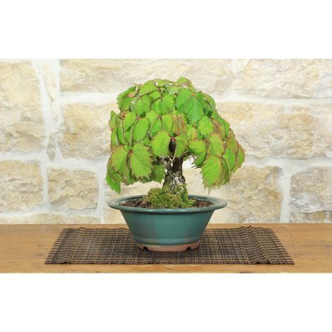 Bonsai di Vite Giapponese (89) (1/5)