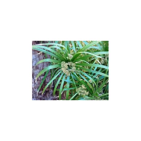 Cyperus Alternifolius 5 head talee/cuttings