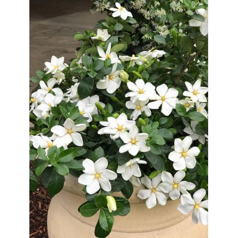 Gardenia jasminoides "Kleim's Hardy" pianta in vaso  19 cm (1/4)