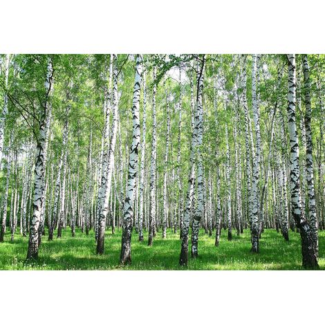 Papier peint panoramique bouleau vert, blanc et brun | Tapisserie panoramique nature silence zen | Papier peint panoramique foret idéal salon - 267 x 400 cm (4 pièces) (1/2)
