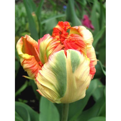 Tulipe perroquet 'Apricot Parrot' Bulbe calibre 11+ (par 10) (1/3)