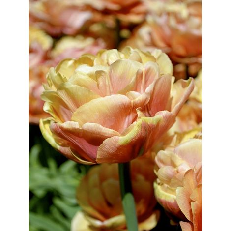 Tulipe 'Cooper Image' Bulbe calibre 11/12 (par 6) (1/2)