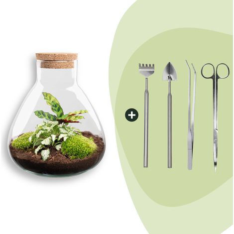Kit Terrarium DIY Sammie Calathea et Fittonia Écosystème Autonome avec Outils Verre H 27 cm - PANGIVO (1/2)
