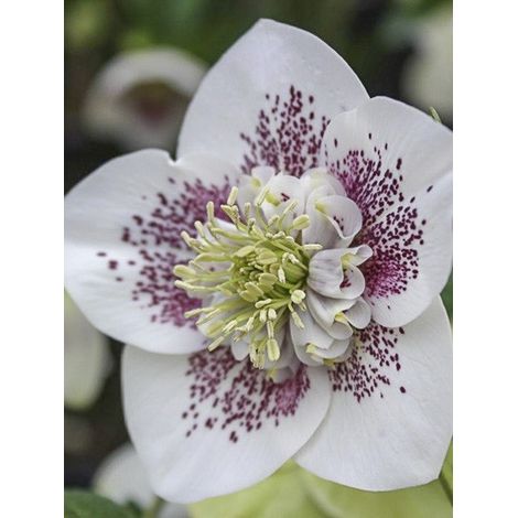Hellébore 'Anemone White Spotted' Pot de 2L/3L (1/2)