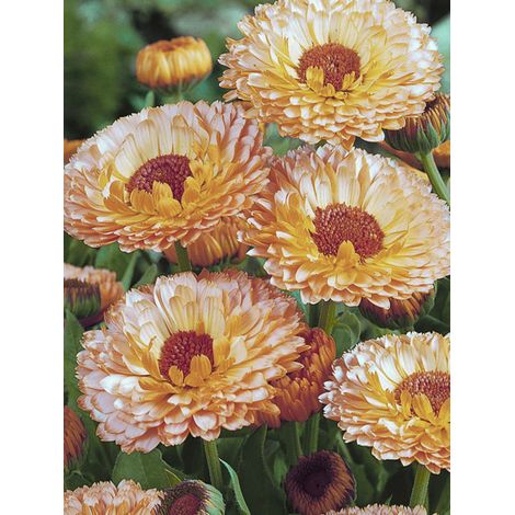 Souci des jardins 'Pink Surprise' le sachet de 100 graines (1g) (1/2)
