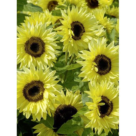 Soleil, Tournesol 'Garden Statement' le sachet de 40 graines environ (1g)