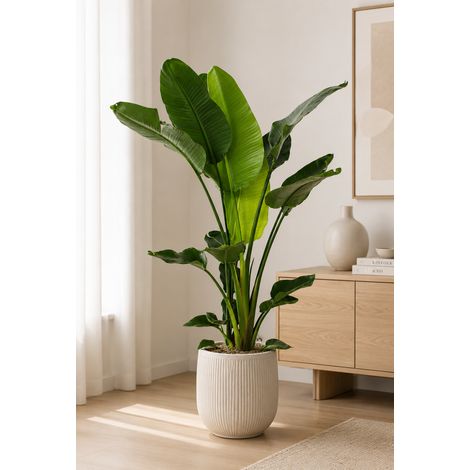 Gardenaria Strelitzia nicolai - Pianta da interno ornamentale - Altezza: 120/150 cm (vaso 28)
