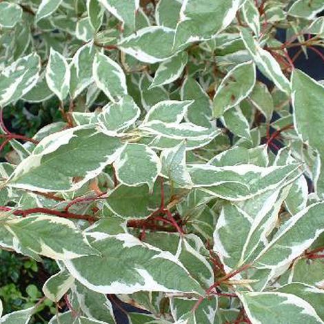 Cornouiller blanc ® - Cornus alba 'Ivory Halo' - 40-60 cm pot (1/4)