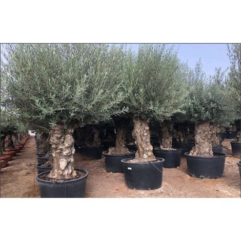 Ulivo olivo "Olea europea" bonsai in mastello da 285 lt cfr. tronco 100/120 cm FOTO REALI