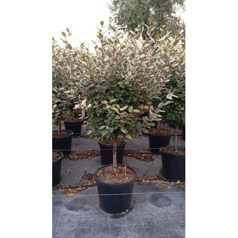 ELEAGNUS EBBINGEI COMPACTA ALB.45 1/4 FUSTO (1/4)