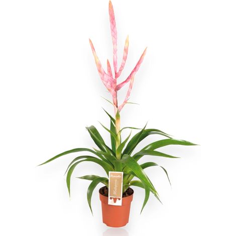 Gardenaria Tillandsia 'Dolce' - Pianta da interno ornamentale - Altezza: 60 cm (vaso 12) (1/5)