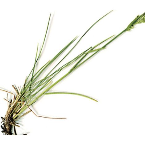 Semi di Gramigna piante per orto e giardino coltivazione domestica e professionale kg 0.5