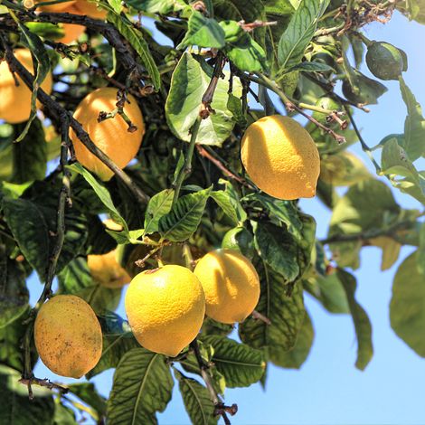 Citronnier 4 Saisons - Citrus 4 Saisons mini tige 50/60 cm Pot 22cm